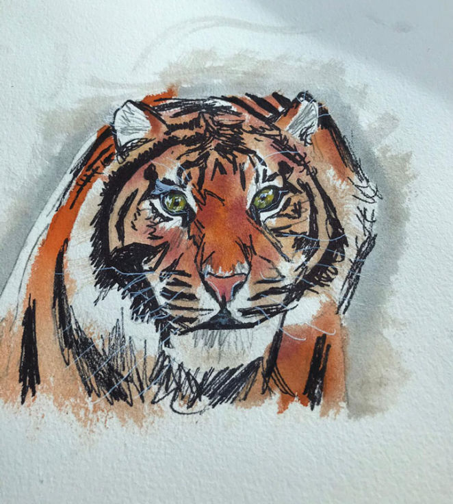 tiger